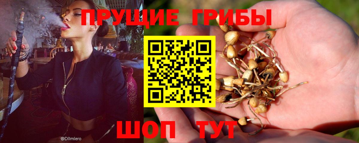 Миасс  Галлюциногенные грибы Psilocybine cubensis  Вход с VPN 